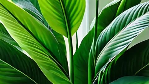 Transform Your Space with Indoor Plants