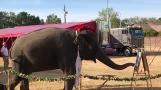 Elephant Paints a Picture