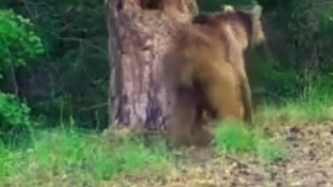 Bear Gives Itself Back Rub on Tree