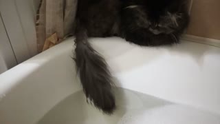 Persian cat catches tail fish