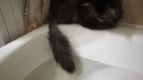 Persian cat catches tail fish