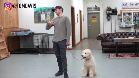 Teach ANY a dog to walk nice on the leash | 5 MINUTE DOG TRAINING RESULTS!