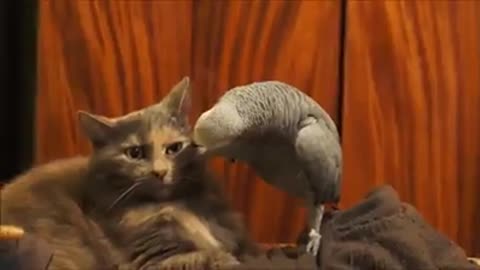 look how a parrot plays with a cat