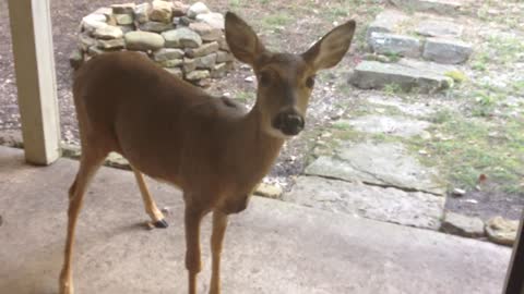 Deer Arrives at Caretaker's Front Door