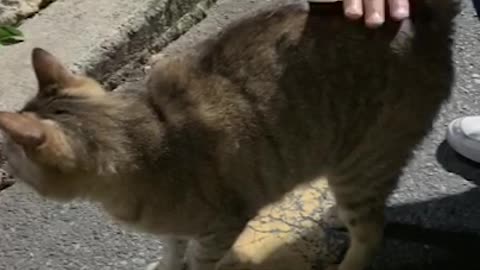 Charming street cat want to hang out with me