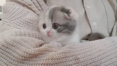 Refreshing kitten video