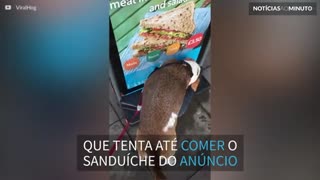 Cão tenta comer sanduíche em anúncio