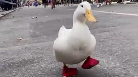 Athletic duck seen participating in marathon run