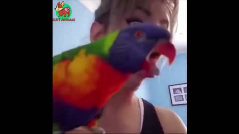 Multicolor Parrot Imitates Owner 🦜 Funny Animals
