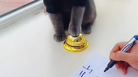 Lovely cute cat solving maths