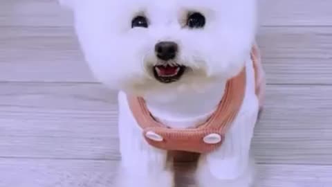 Super cute doggy