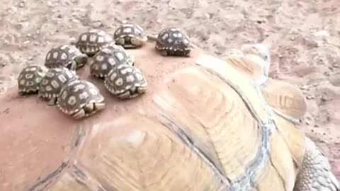 Baby turtles go for a ride on their mother's back