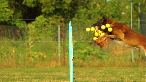 Dog jumping with fruit basket