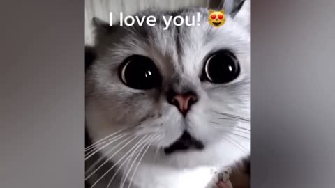 Funny And Cute Cat Video - Funny Pets Reaction