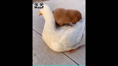 Puppy And Friendly Duck Have The Cutest Friendship