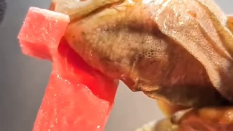 Tortoise eating Watermelon 🍉