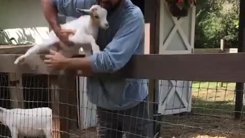 Baby Dwarf Goat Jumps Up Fence Тo Get А Hug