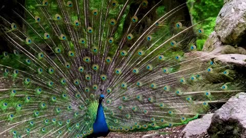 Birds In The Nature