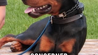 Breed Facts of the Doberman Pinscher