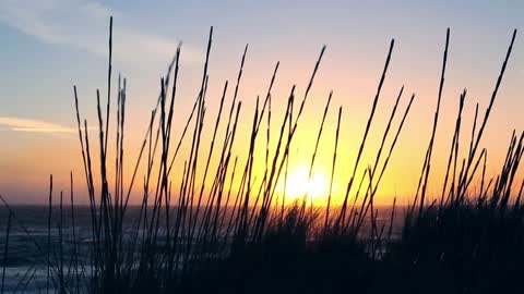 Plants on the seashore at sunrise