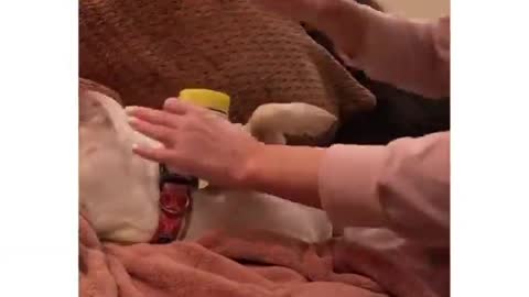Cute dog doing makeup