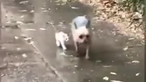 the cute dog saves a cat from cold wet weather