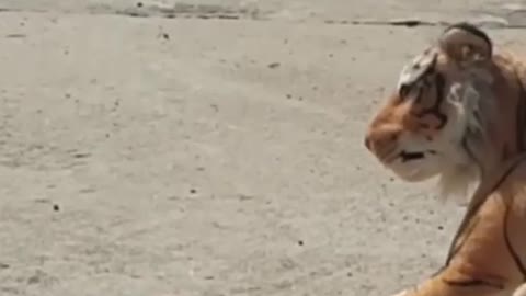 best video fake tiger prank dog 🐕