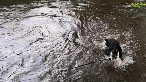 Puppy swims for the first time!
