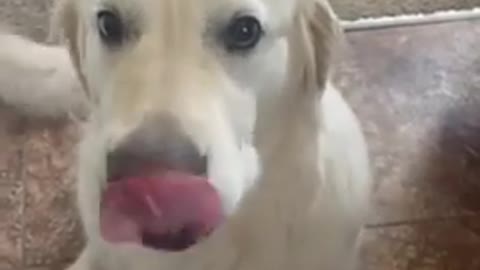 Dog Hugs Another Dog to Apologise for Eating Their Chewy