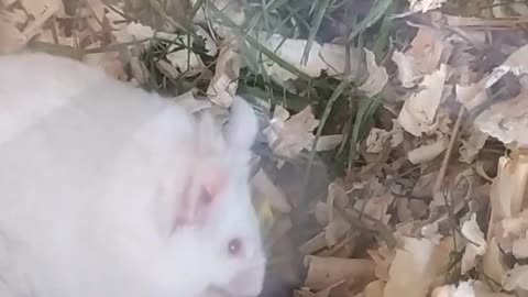 Adorable white mouse Homer