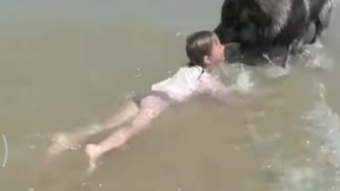 Dog decides to Rescue girl playing in ocean