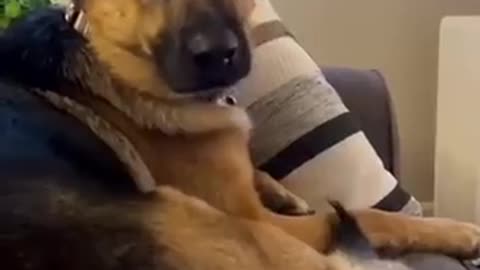 Dog's Priceless Reaction After Owner Stops Petting Him