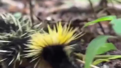 THIS IS A STREAKED TENREC ~NATIVE TO THE MADAGASCAR KNOWN FOR IT’S DISTINCT APPEARANCE AND BEHAVIOR