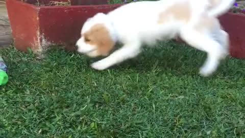White puppy scared and barking at water bottle