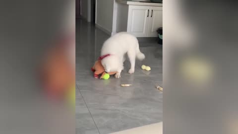 A dog who likes playing with dolls