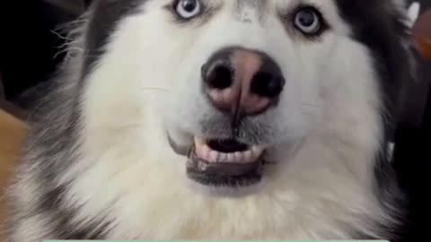 Funny husky farts ☺️