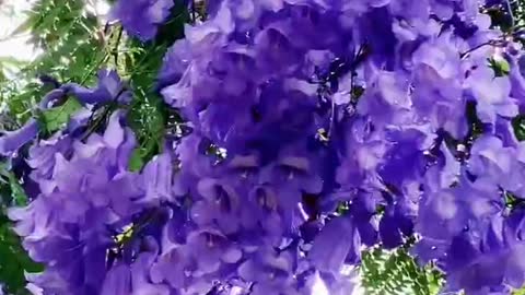 beautiful purple flowers