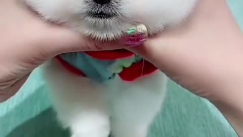 Cute Dog