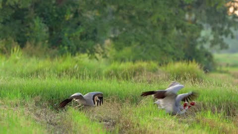 Small cranes