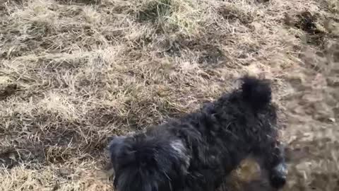 Dog playing with soccer ball