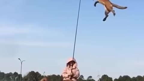 Jumping Dog! Chinese Dog Trainer Work