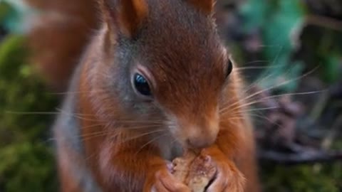 Eichhörnchen Nahaufnahme | Wildlife Germany