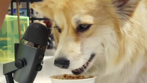 Maxine the fluffly Corgi enjoys Cheerios