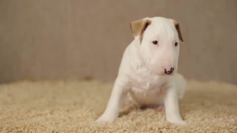 White puppy of bull terrier