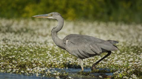 TheGrey Heron: Close Up HD Footage (Ardea cinerea)