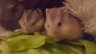 Baby dwarf hamsters enjoying a fresh meal
