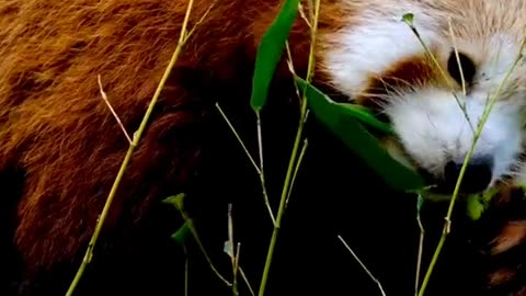 Red Panda Animals Videos For Kids
