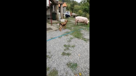 Funny Dog Confused Over Seeing A Giant Pig