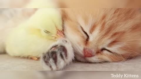 Kitten sleep sweetly with chicken