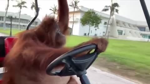 Orangutan Drives a Golf Cart .